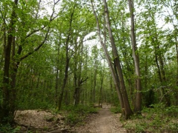 immagini del parco del bosco di carrega