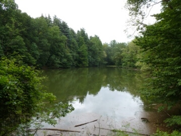 immagini del parco del bosco di carrega