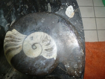 fossili
