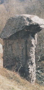 i funghi di terra di rezzago