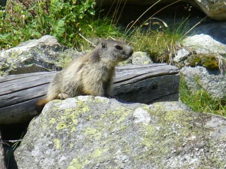 marmotta