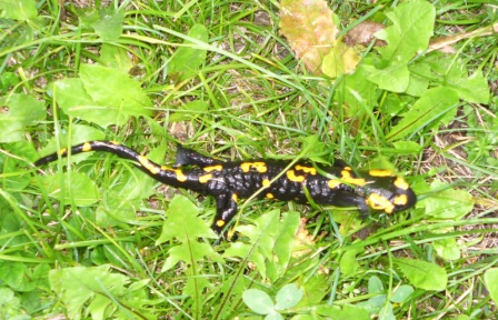 salamandra