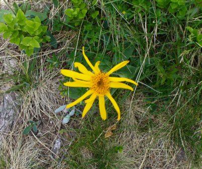 arnica