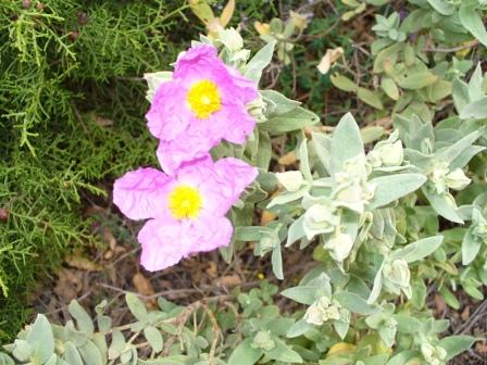 cisto rosa