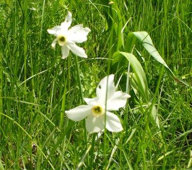 narcisi