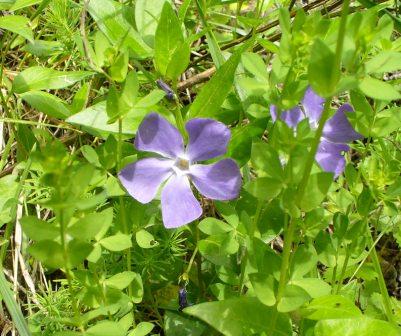 pervinca