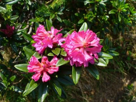 rododendro