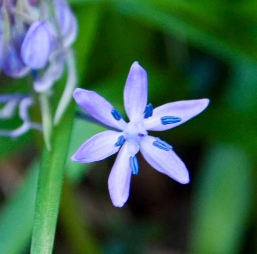 scilla