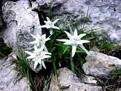 stella alpina
