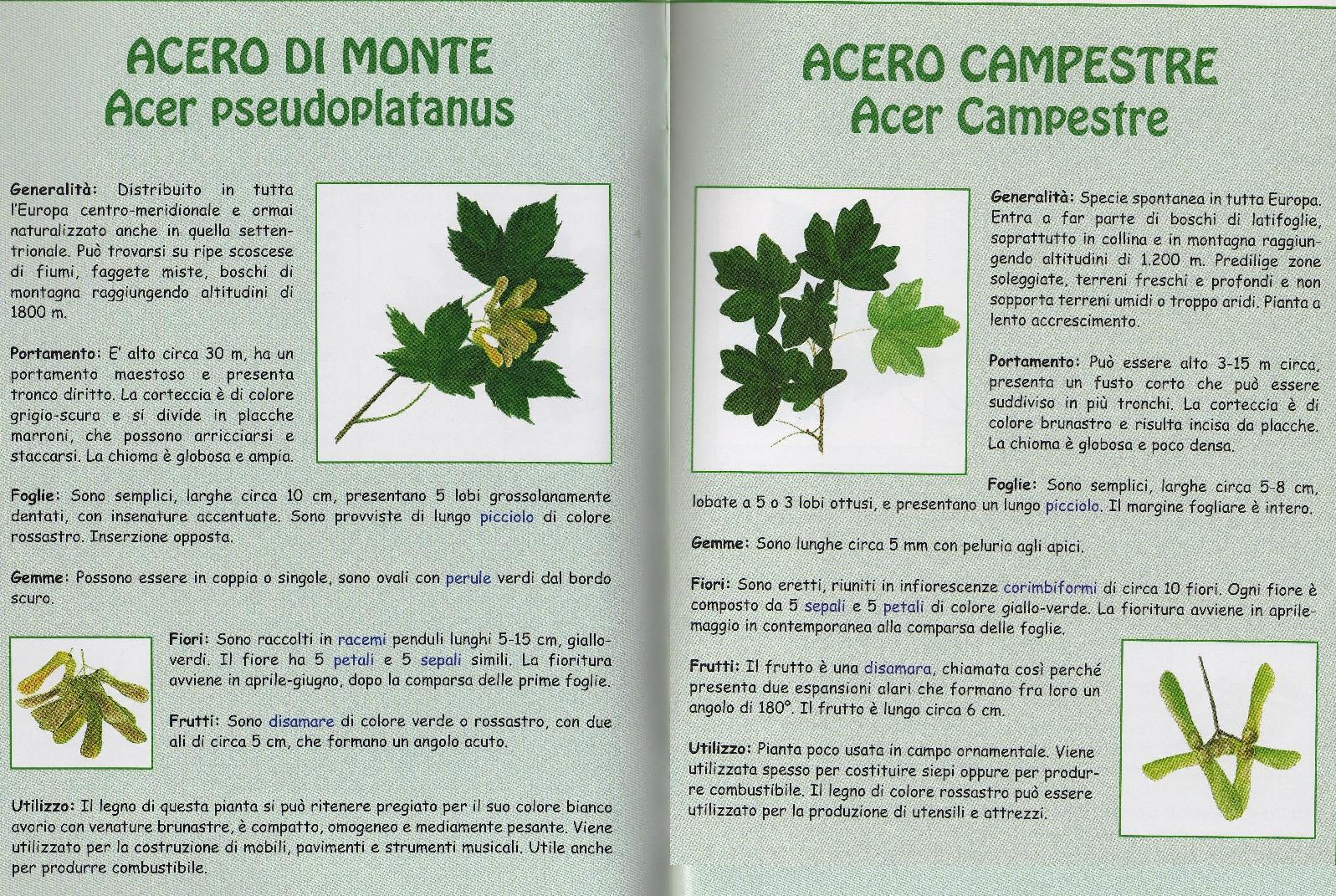 acero