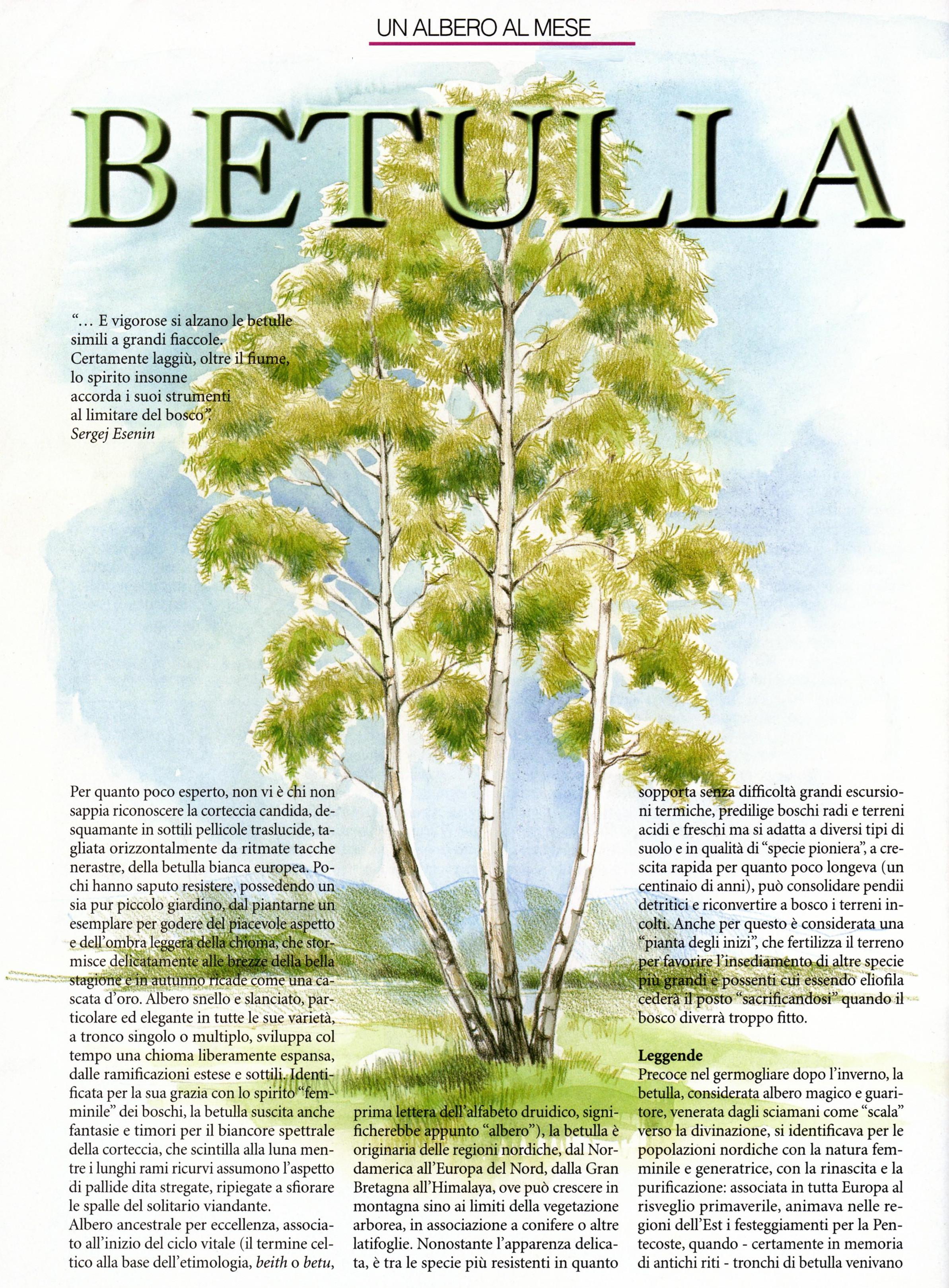 betulla
