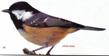 cincia mora