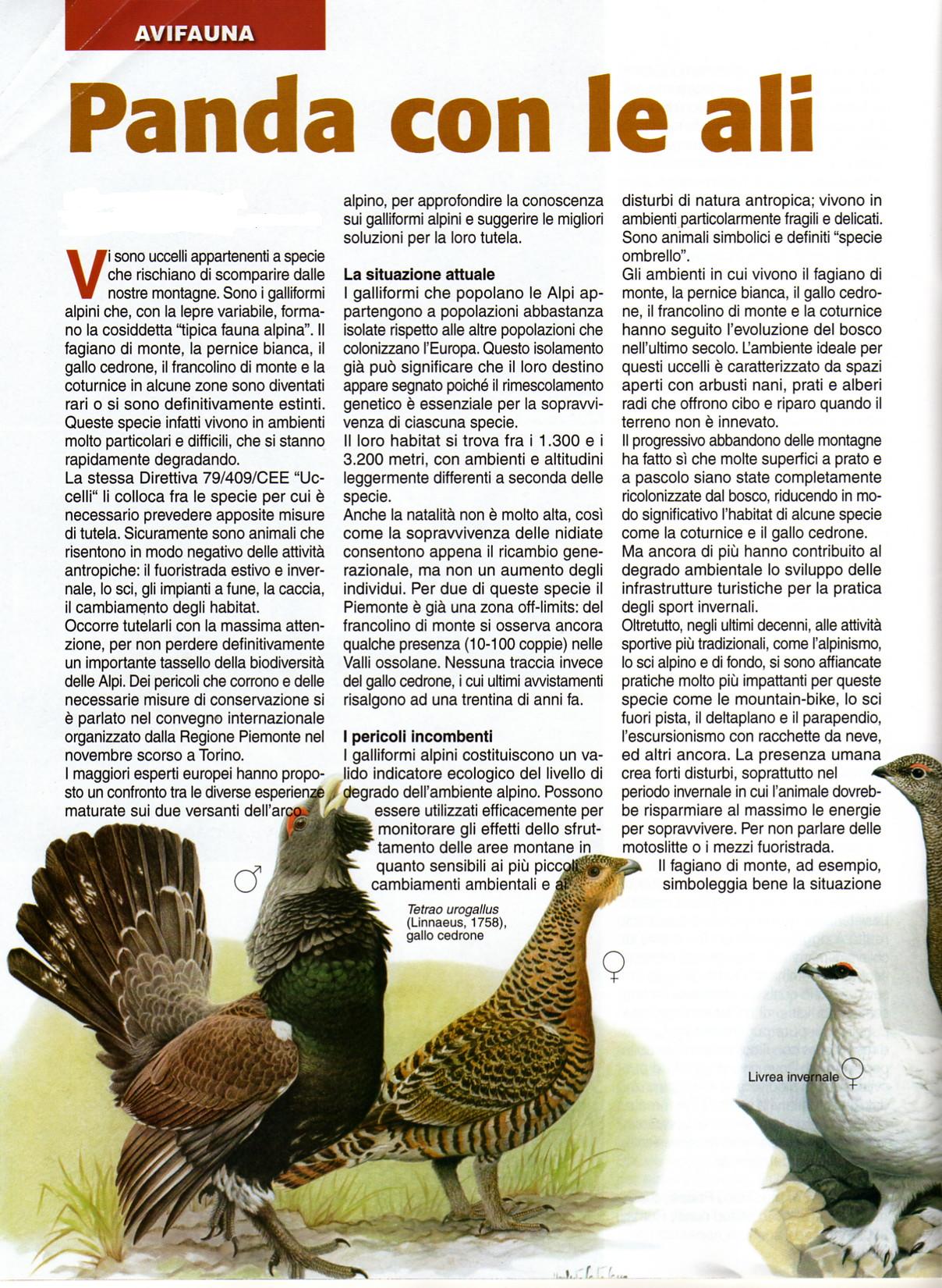gallo cedrone