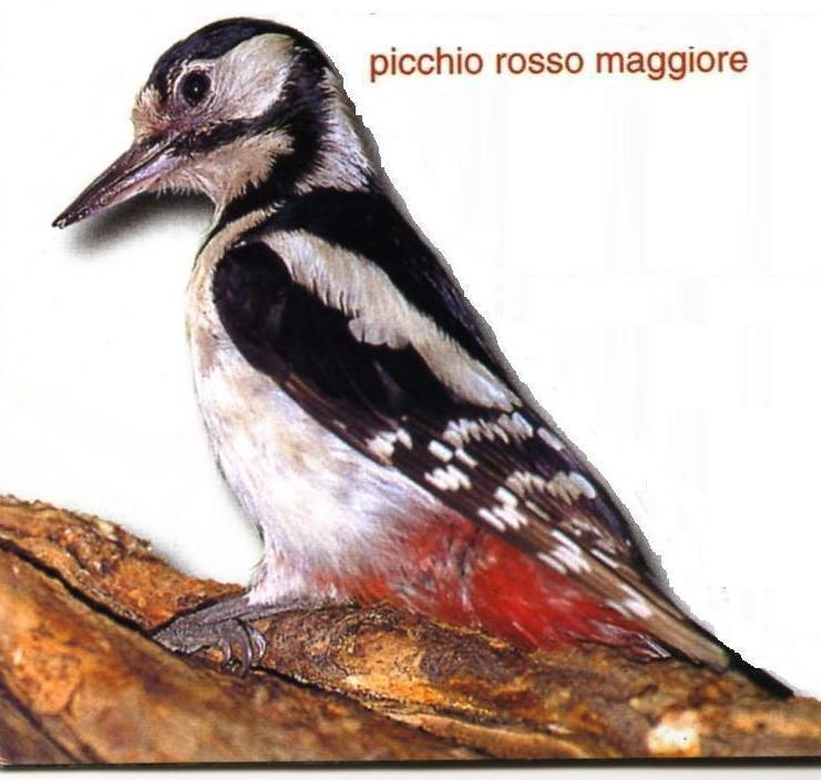 picchio rosso maggiore