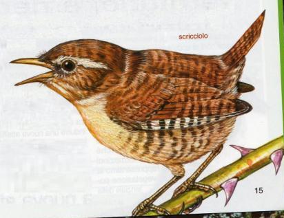 scricciolo